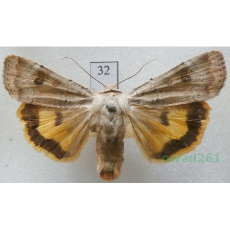 Noctua interposita (Hübner, 1790) Rolnica Czech32